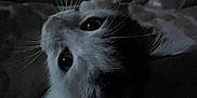 Seven Eleven is registered to the contest to win money with this photo: cat, animal, pet, whiskers, face, fur, eyes, dark, cozy, indoors, cute, feline, curious, closeup, quiet, resting, soft, muzzle, ear, shadow