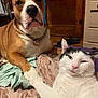 animal, bed, blanket, brown_dog, cat, chain_collar, companion, cozy, dog, domestic, fur, furniture, indoor, paw_touching, pet, pink_nose, relaxed, whiskers, white_cat, wooden_door