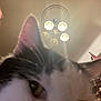 background, blur, cat, ceiling_light, close_up, curiosity, ear, eye, face, furniture, head, home, indoor, lighting, object, person, pet, room, shelf, whiskers