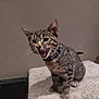 animal, carpeted_platform, cat, closeup, collar, cute, domestic_cat, ears_up, feline, fur, indoor, kitten, mouth_open, pet, playful, sitting, small_animal, tabby, whiskers, young