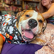 Taco is registered to the contest to win money with this photo: animal, bed, blanket, blurred_background, canine, casual, closeup, clothing, dog, focus, ghosts, halloween, happy, indoor, person, pet, portrait, relaxed, smiling, tongue_out