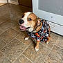 Taco is registered to the contest to win money with this photo: appliance, boo_text, brown_and_white_dog, canine, clothing, collar, costume, dog, ears, floor, fur, ghost_pattern, halloween, happy, indoor, kitchen, pet, sitting, smiling, tiled_floor
