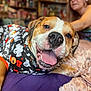Taco is registered to the contest to win money with this photo: animal, bed, blanket, blurred_background, canine, casual, closeup, clothing, dog, focus, ghosts, halloween, happy, indoor, person, pet, portrait, relaxed, smiling, tongue_out