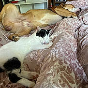 Taco joined the competition — help win amazing prizes! dog, cat, sleeping, bed, blanket, pet, indoor, relaxation, nap, fur, animal, cozy, rest, pink, texture, companion, cute, domestic, friendship, comfort