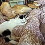 dog, cat, sleeping, bed, blanket, pet, indoor, relaxation, nap, fur, animal, cozy, rest, pink, texture, companion, cute, domestic, friendship, comfort