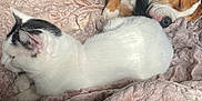 Taco joined the competition — help win amazing prizes! cat, dog, blanket, bed, sleeping, indoor, pet, furniture, wooden, bookshelf, resting, cozy, brown_dog, white_cat, fur, relaxing, domestic, calm, home, animal