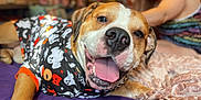 Taco joined the competition — help win amazing prizes! animal, bed, blanket, blurred_background, canine, casual, closeup, clothing, dog, focus, ghosts, halloween, happy, indoor, person, pet, portrait, relaxed, smiling, tongue_out