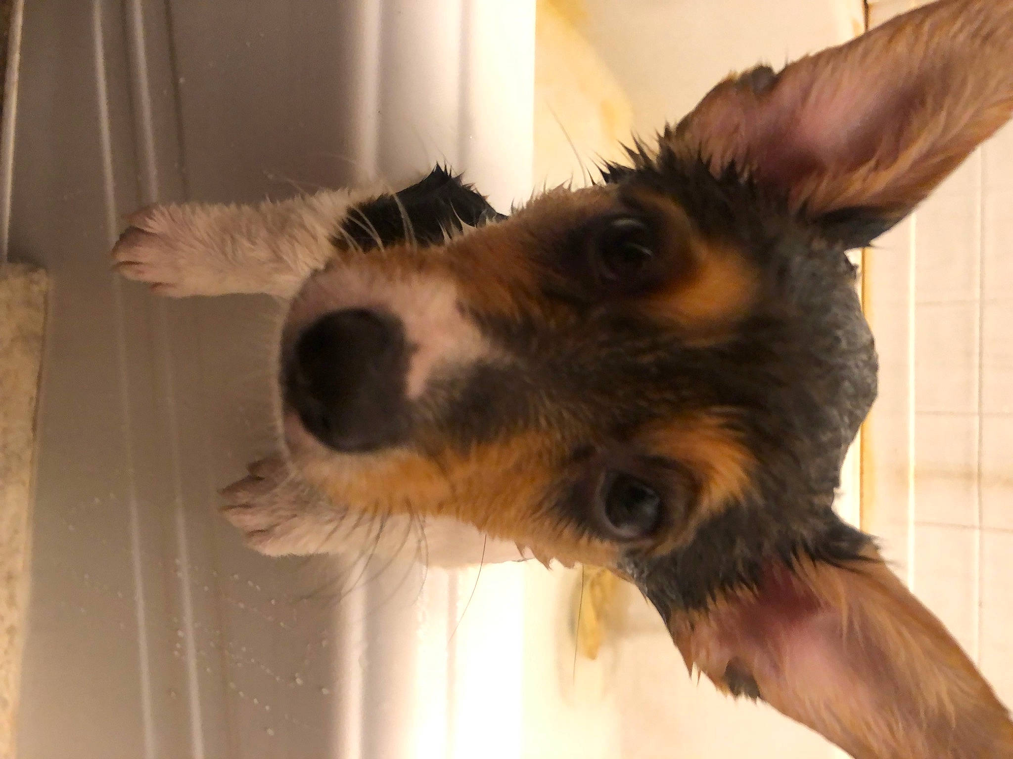 Daisy Mae joined the competition — help win amazing prizes! canidae, carnivore, companion_dog, dog, dog_breed, fur, paw, snout, terrestrial_animal, texas_heeler, whiskers, working_animal, working_dog