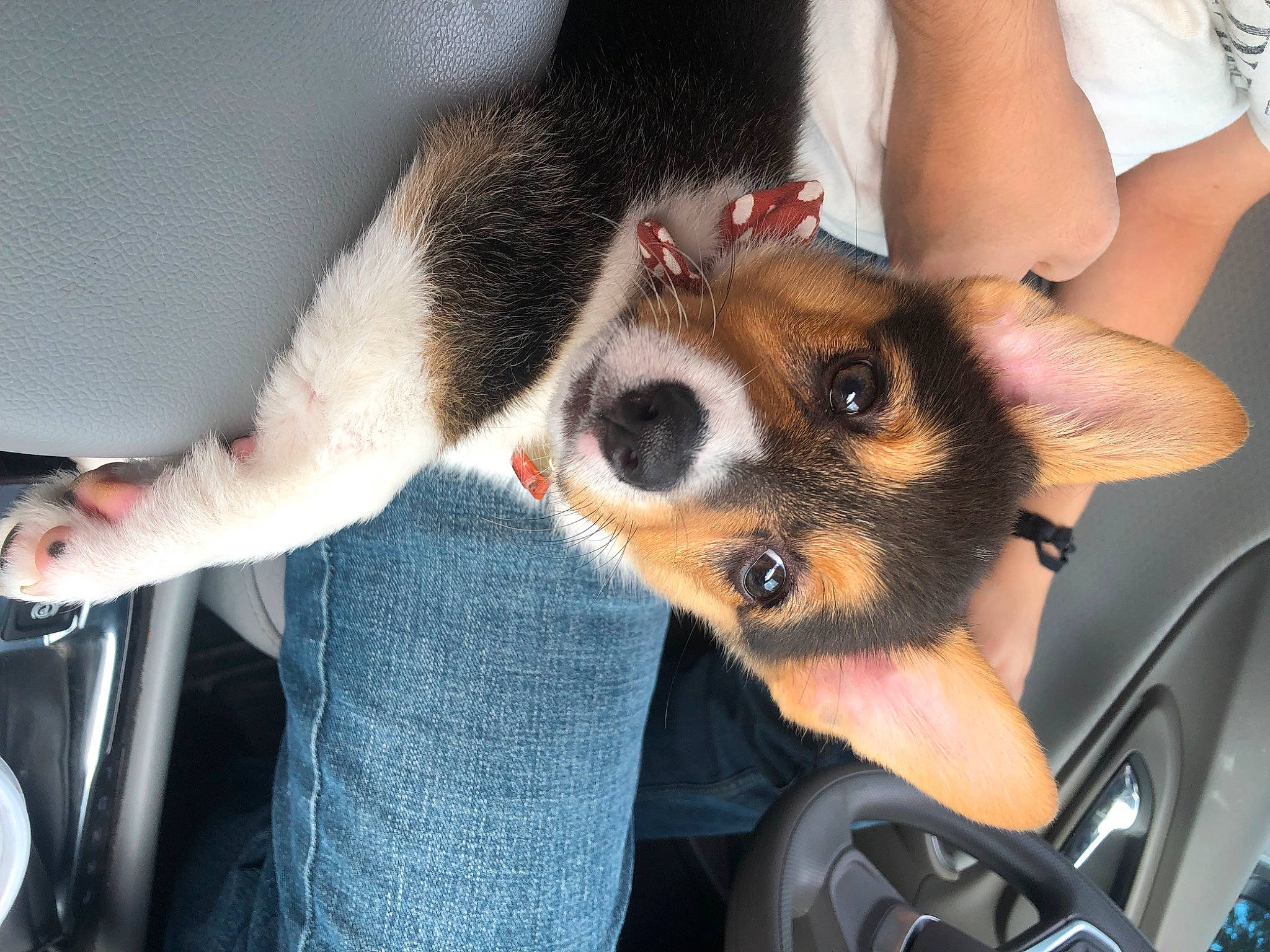 Daisy Mae is registered to the contest to win money with this photo: canidae, carnivore, companion_dog, dog, dog_breed, elbow, eyewear, fawn, fur, jaw, paw, snout, sporting_group, toy_dog, vehicle, whiskers, wrist