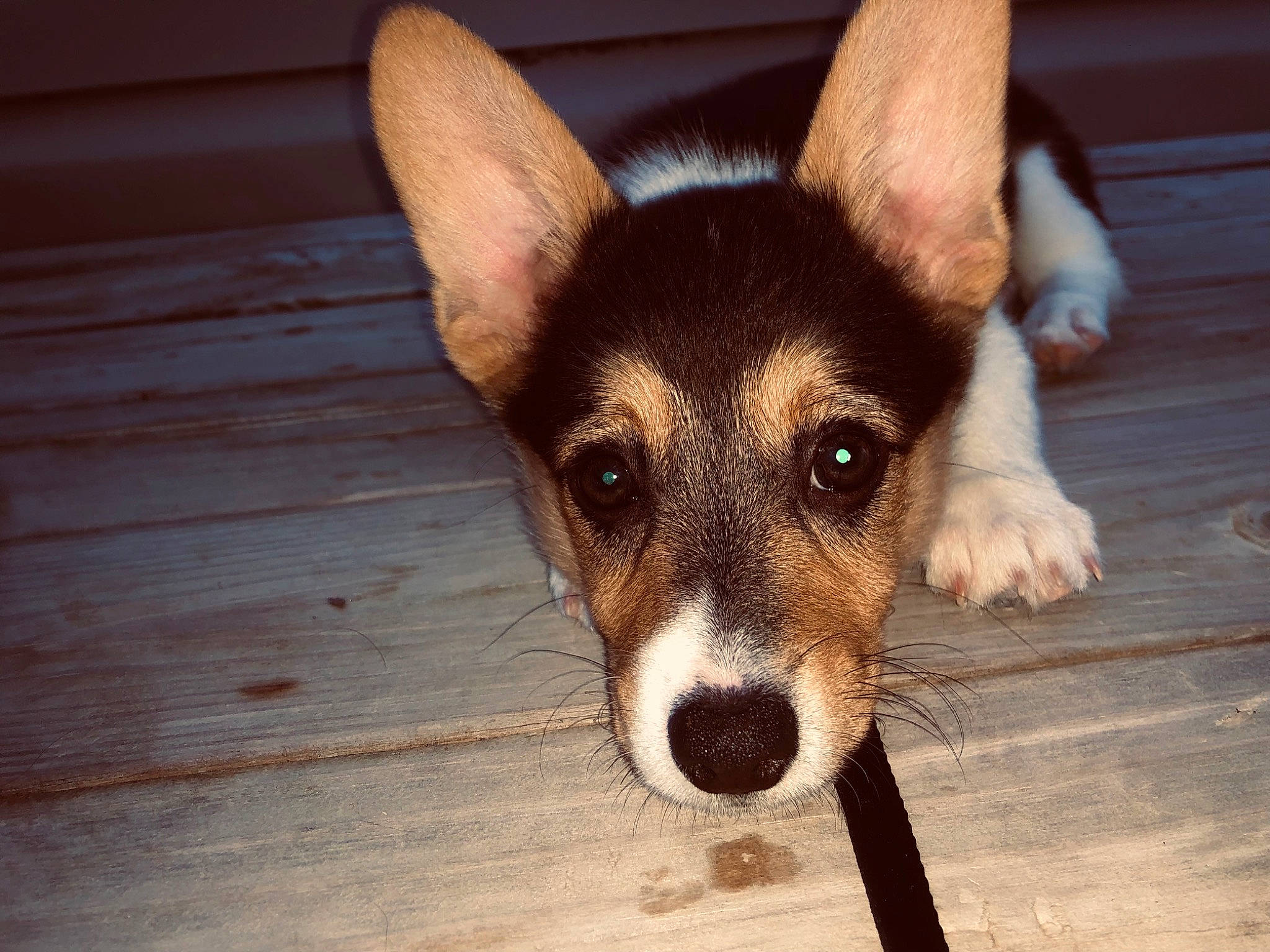 Daisy Mae joined the competition — help win amazing prizes! canidae, carnivore, companion_dog, corgi_chihuahua, dog, dog_breed, ear, eyelash, fawn, flooring, fur, hardwood, puppy, snout, sporting_group, terrestrial_animal, whiskers, wood, working_animal, working_dog
