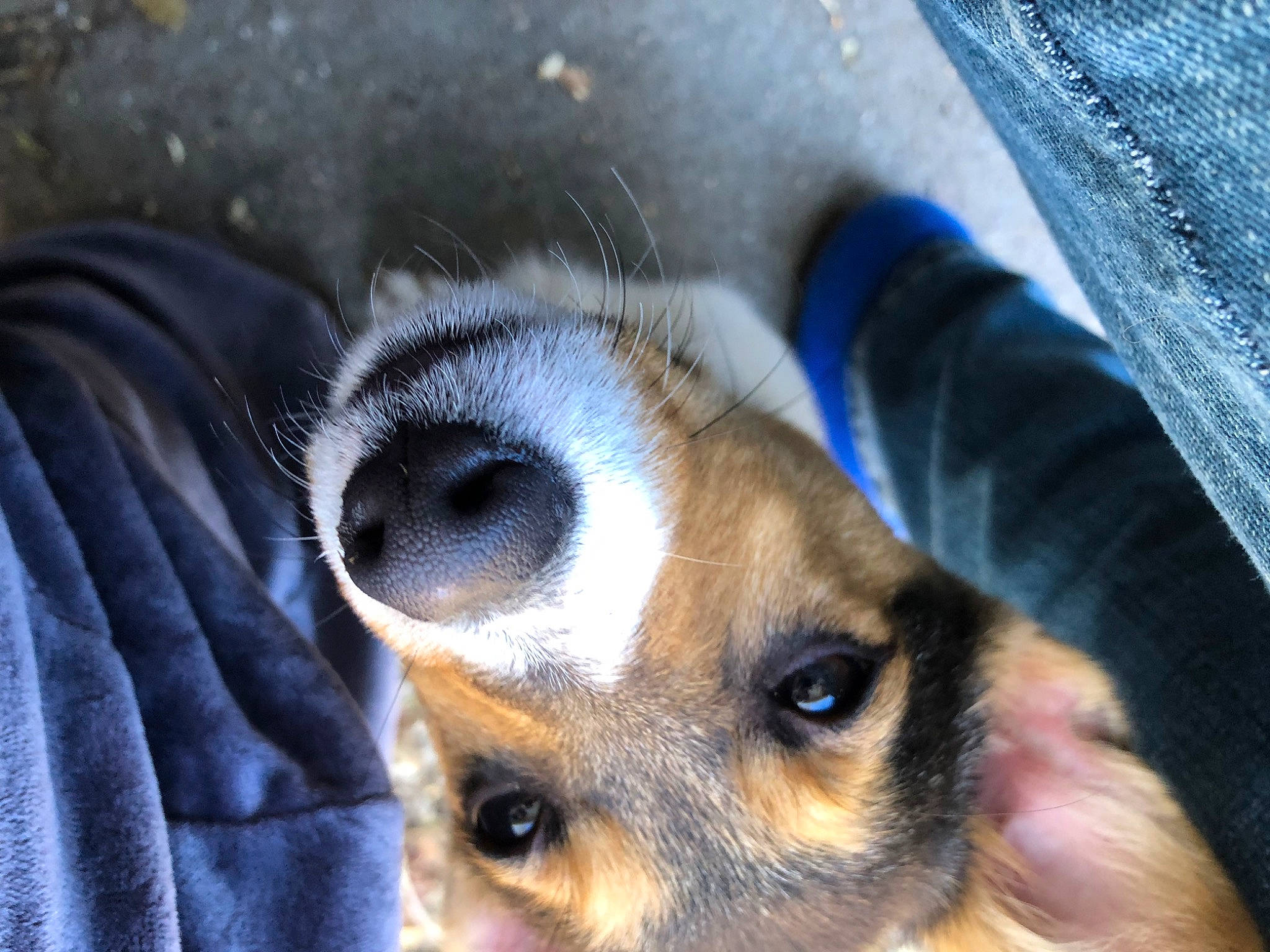 Daisy Mae joined the competition — help win amazing prizes! canidae, carnivore, chihuahua, close_up, companion_dog, corgi_chihuahua, dog, dog_breed, ear, electric_blue, eyelash, fawn, fur, paw, pet_supply, snout, sporting_group, terrestrial_animal, toy_dog, whiskers