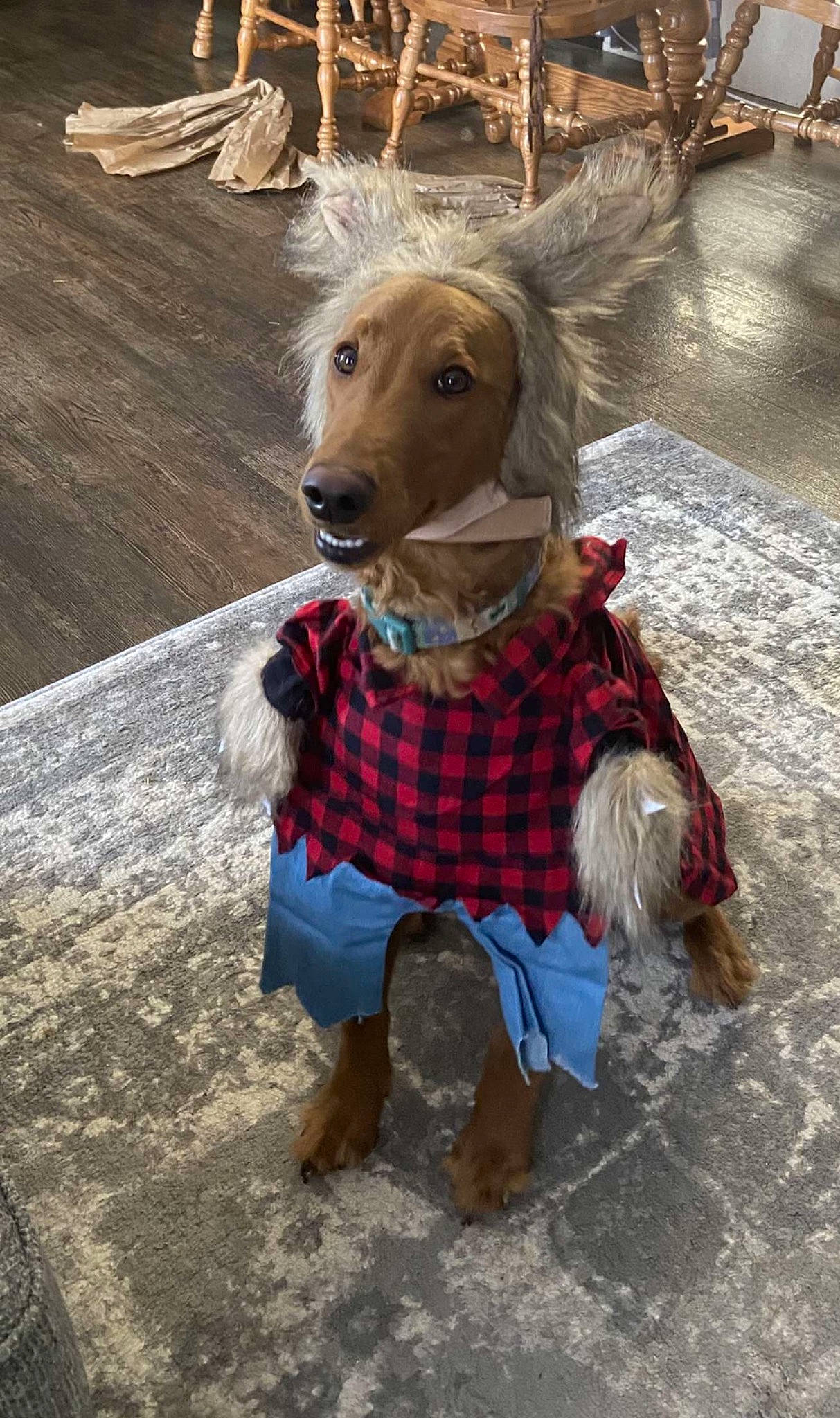 Sophia Lynn is registered to the contest to win money with this photo: carnivore, collar, companion_dog, dog, dog_breed, dog_clothes, dog_supply, doll, fawn, fur, leash, liver, pet_supply, plaid, snout, tartan, toy, toy_dog, wood, working_animal