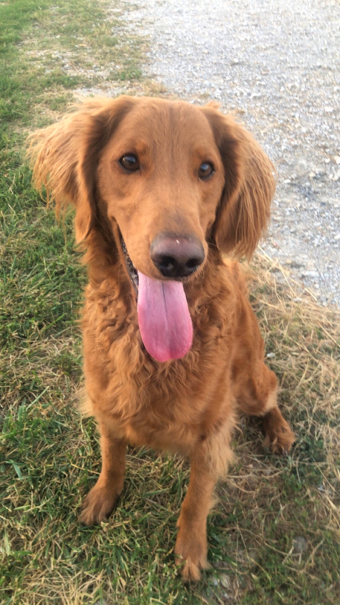 Sophia Lynn joined the competition — help win amazing prizes! canidae, carnivore, companion_dog, dog, dog_breed, fawn, fur, grass, gun_dog, happy, hunting_dog, liver, plant, snout, soil, sporting_group, tennis_ball, terrestrial_animal, wood, working_animal