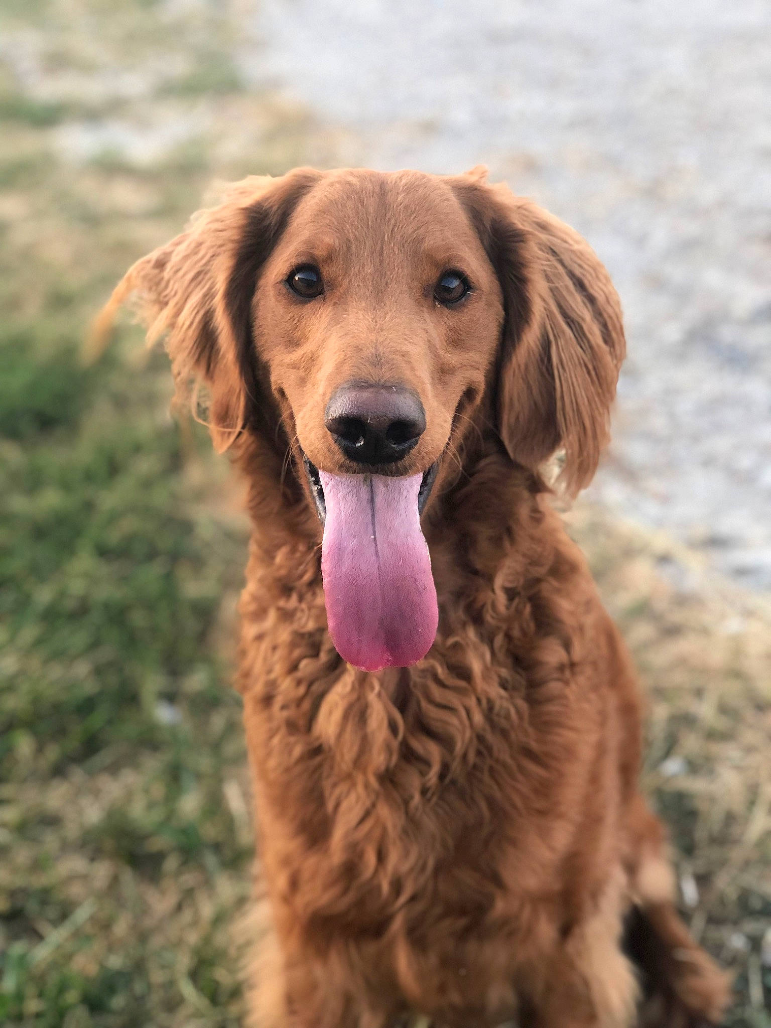 Sophia Lynn joined the competition — help win amazing prizes! canidae, carnivore, companion_dog, dog, dog_breed, fawn, fur, grass, gun_dog, hunting_dog, liver, nature, pet_supply, plant, snout, sporting_group, terrestrial_animal, wildlife, working_animal, working_dog