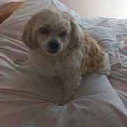 Rudd is registered to the contest to win money with this photo: dog, small_dog, curly_fur, bed, bedding, indoor, pet, animal, cute, fluffy, resting, canine, fur, cozy, looking_away, pastel_colors, soft_light, domestic, companion, sleep_area