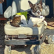 Roxy is registered to the contest to win money with this photo: dog, yellow_vest, chair, outdoor, gravel, grill, sunlight, pet, relaxed, resting, wheels, shadow, metal, animal, seat, casual, daylight, comfort, brown, white