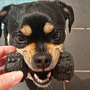 Rocky is registered to the contest to win money with this photo: dog, toy, bite, hand, pet, black, brown, floor, tile, closeup, animal, playful, mouth, nose, fur, paw, indoor, chewing, teeth, cute