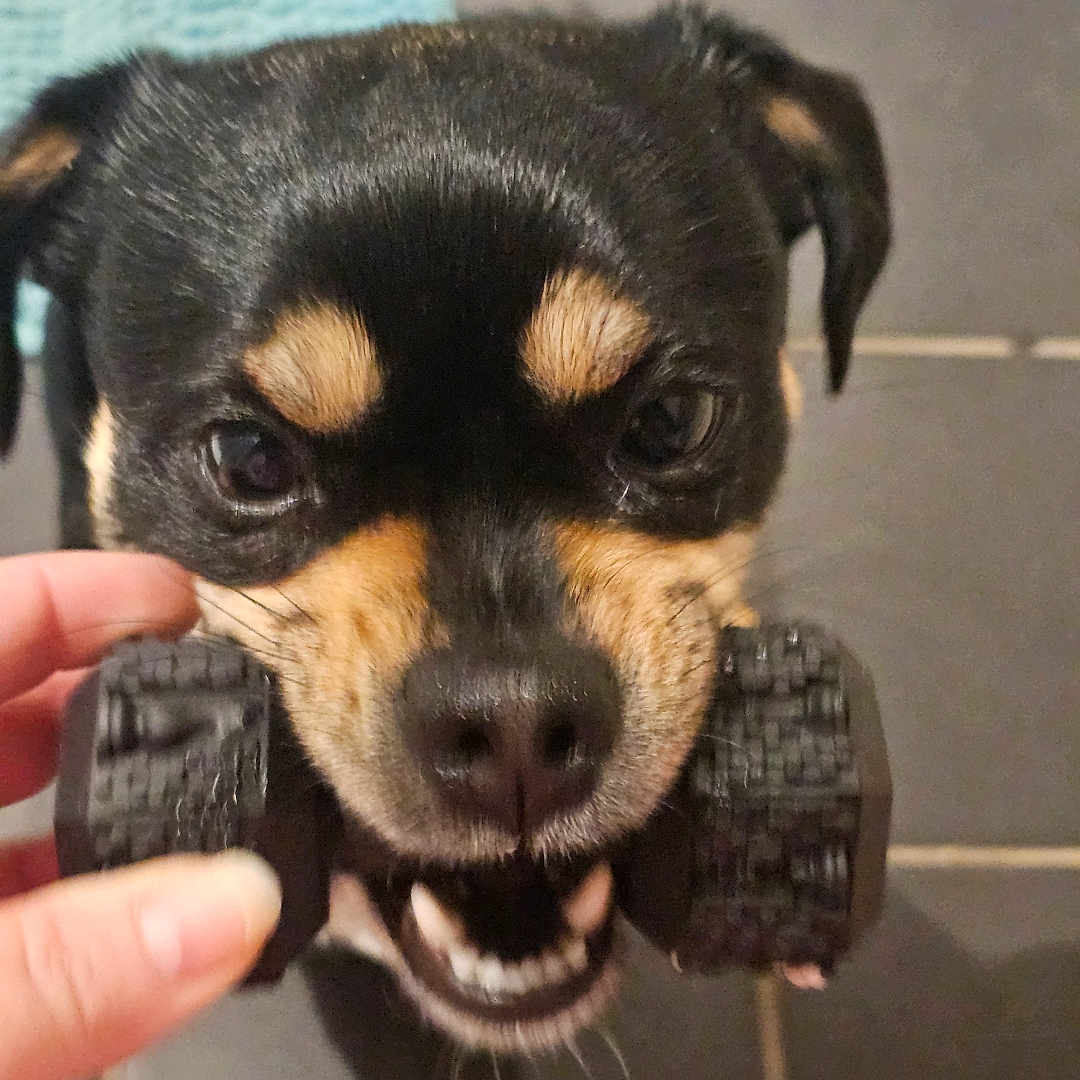 Rocky is registered to the contest to win money with this photo: animal, bite, black, brown, chewing, closeup, cute, dog, floor, fur, hand, indoor, mouth, nose, paw, pet, playful, teeth, tile, toy