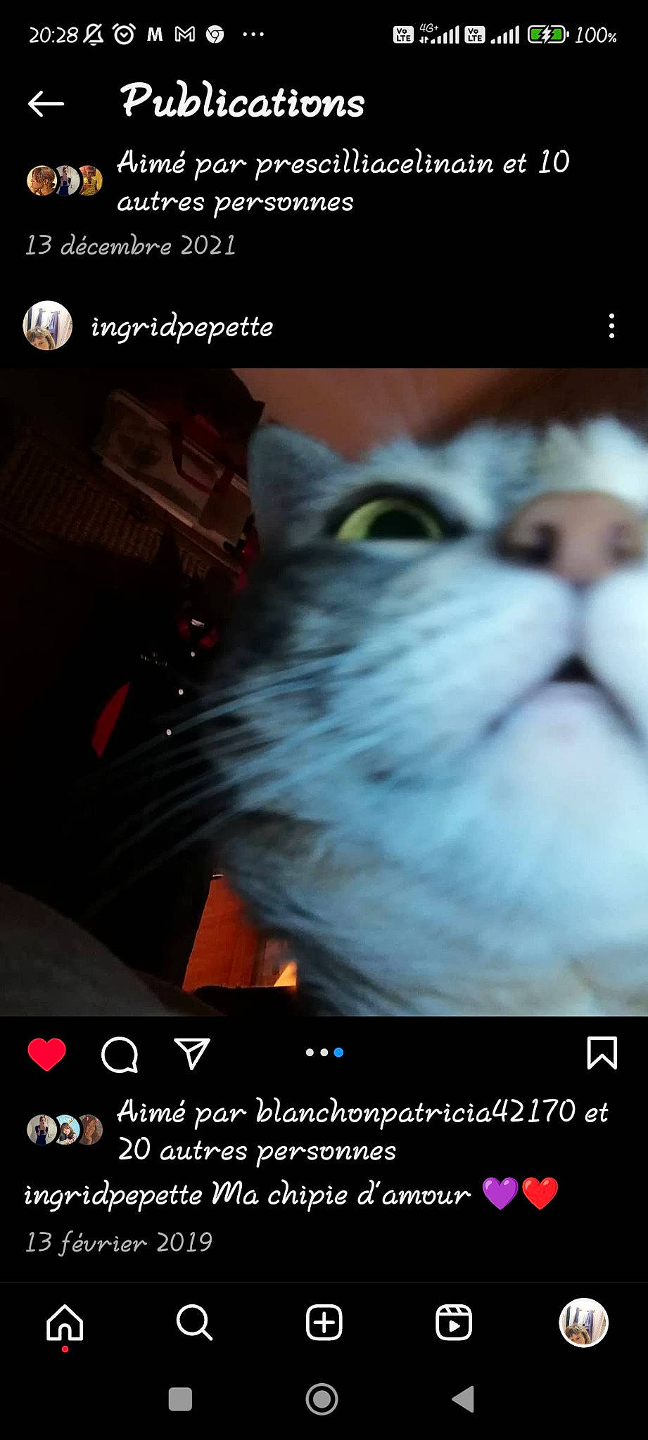 Chipie a rejoint le concours — aidez-le/la à gagner de superbes lots ! adaptation, advertising, beauty, carnivore, cat, darkness, event, felidae, flash_photography, font, fur, internet_meme, light, nature, organism, photo_caption, small_to_medium_sized_cats, snapshot, stock_photography, whiskers