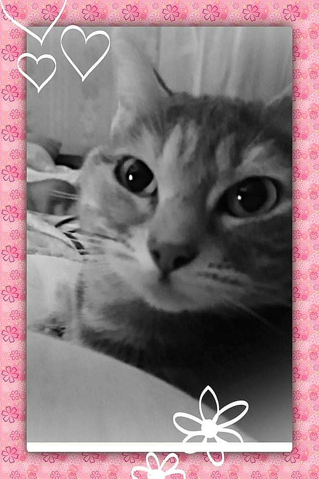 Chipie a rejoint le concours — aidez-le/la à gagner de superbes lots ! adaptation, art, beauty, carnivore, cat, domestic_short_haired_cat, felidae, font, fur, magenta, paper_product, photo_caption, photographic_paper, photography, rectangle, small_to_medium_sized_cats, whiskers