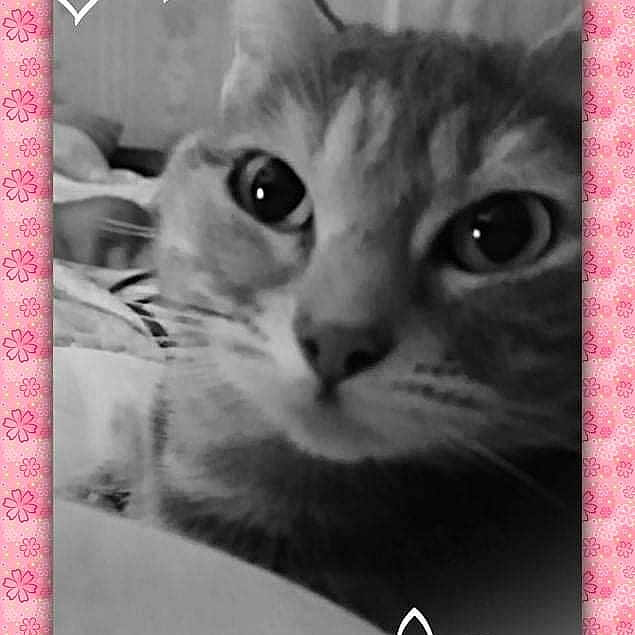Chipie