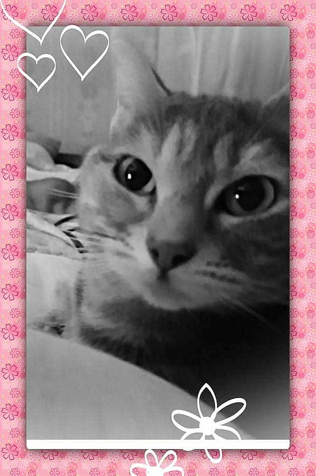 Chipie