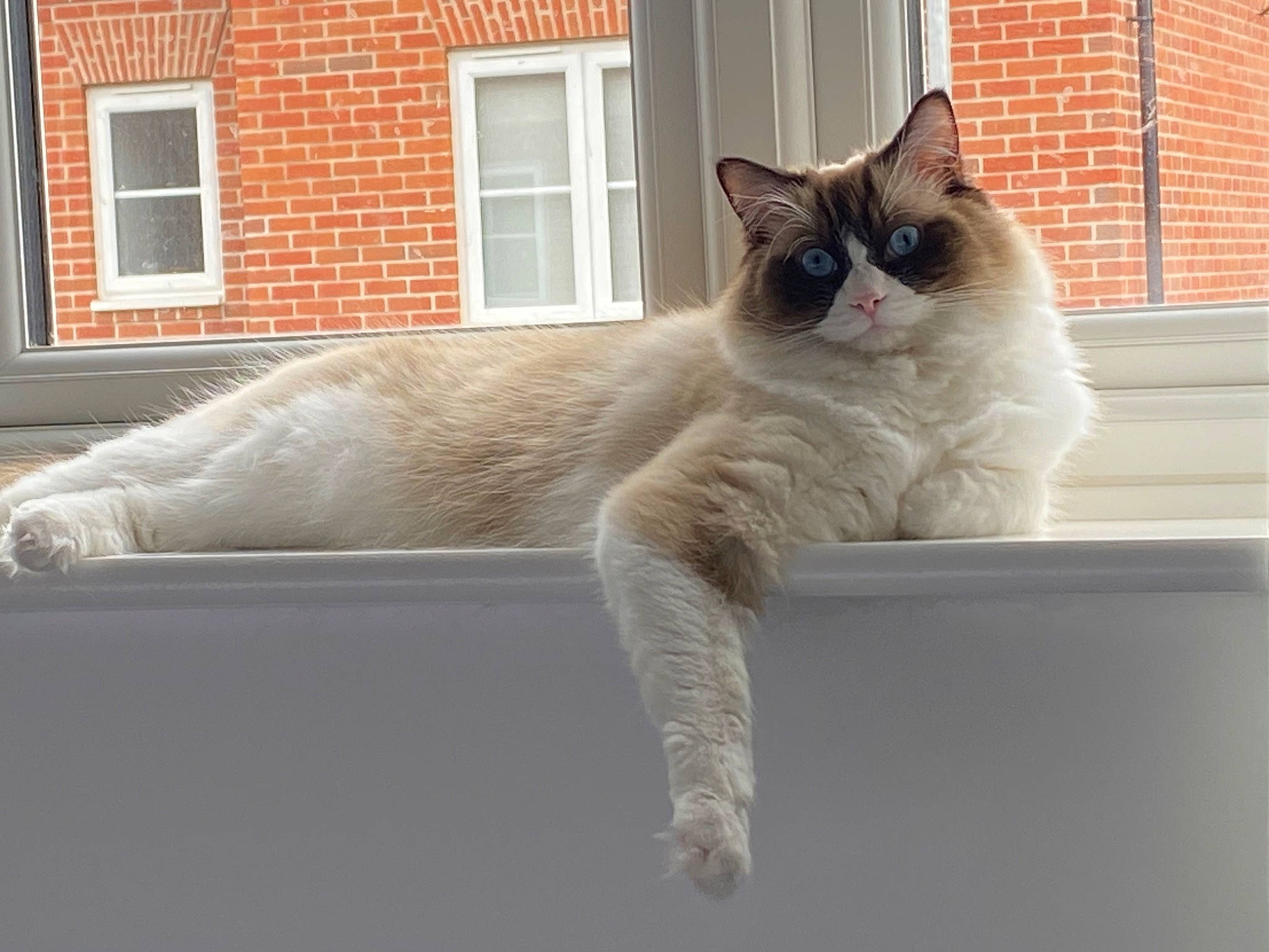 Bertie is registered to the contest to win money with this photo: brick, brickwork, carnivore, cat, claw, domestic_short_haired_cat, door, fawn, felidae, fixture, flooring, foot, fur, paw, sash_window, small_to_medium_sized_cats, snout, tail, whiskers, window