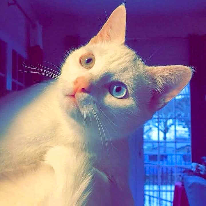 Perle a rejoint le concours — aidez-le/la à gagner de superbes lots ! abyssinian, angora, animal, cat, kitten, manx, pet, siamese, white