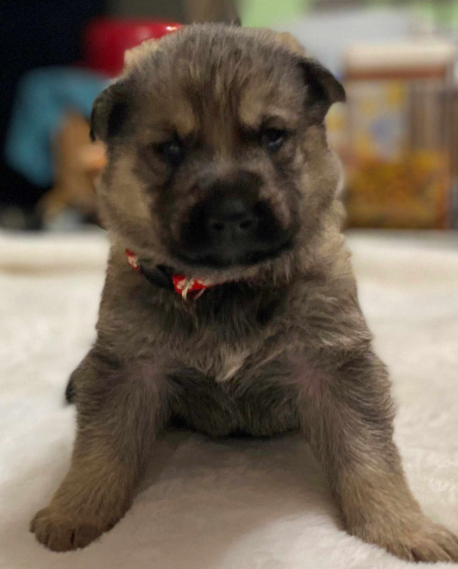 Fella joined the competition — help win amazing prizes! puppy, dog, animal, pet, cute, furry, collar, indoor, soft, white_surface, young, small, mammal, sitting, front_legs, brown, black, close_up, blurred_background, curious