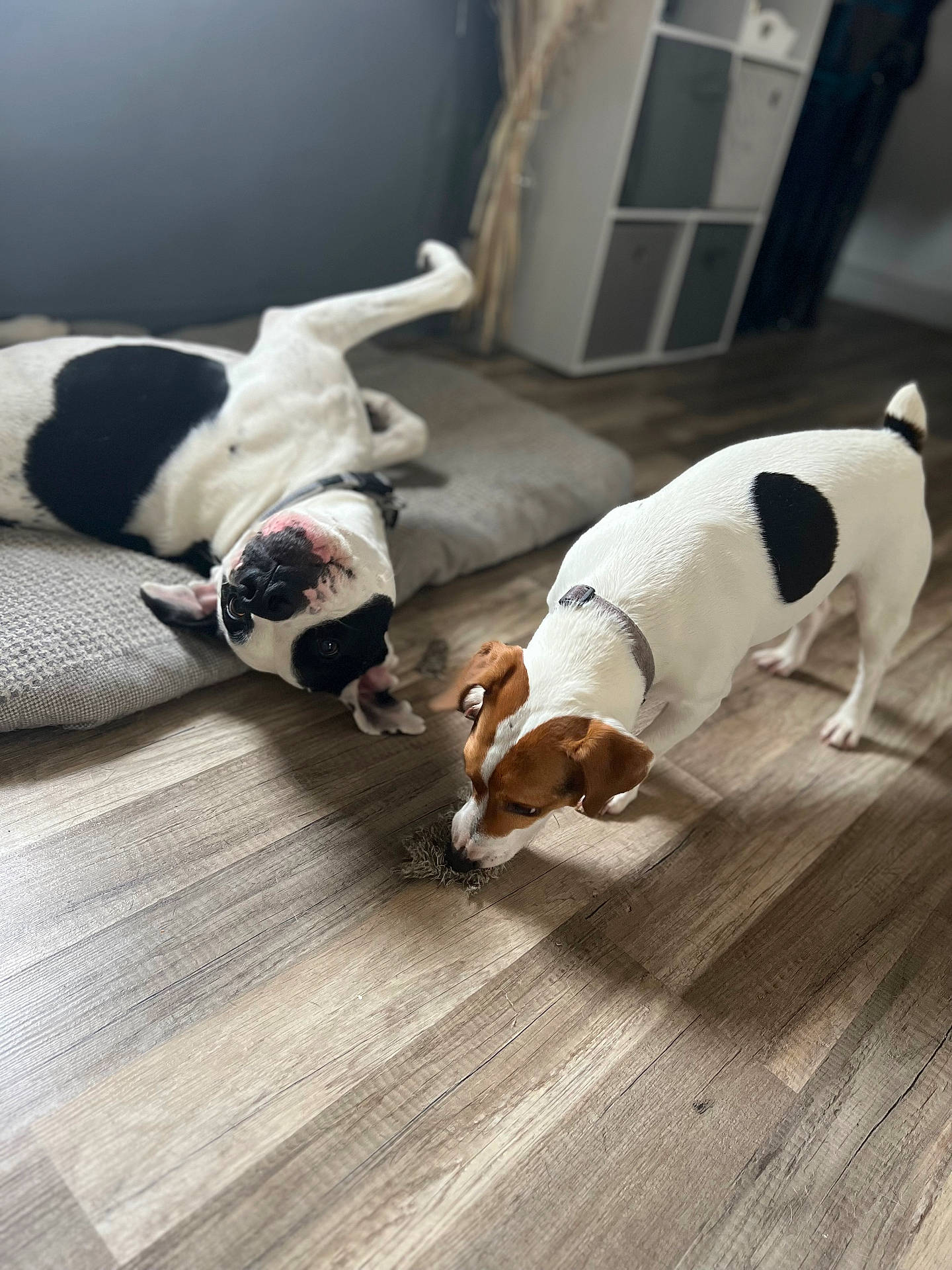 Tyron a rejoint le concours — aidez-le/la à gagner de superbes lots ! animal, beagle, bostonbull, bulldog, canine, dog, dogbed, frenchbulldog, hardwood, hound, indoors, interiordesign, person, pet, pitbull, pointer, puppy, stainedwood, walkingdog, wood