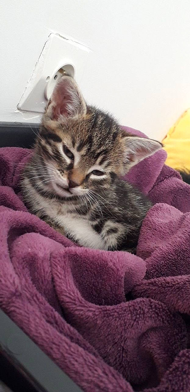 Eros participe au concours pour gagner de l'argent avec cette photo : american_shorthair, american_wirehair, asian, australian_mist, california_spangled, carnivore, cat, domestic_short_haired_cat, dragon_li, egyptian_mau, european_shorthair, felidae, kitten, mammal, nap, pixie_bob, small_to_medium_sized_cats, snout, tabby_cat, whiskers