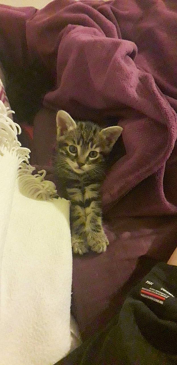 Eros a rejoint le concours — aidez-le/la à gagner de superbes lots ! american_shorthair, asian, bengal, california_spangled, carnivore, cat, domestic_short_haired_cat, dragon_li, egyptian_mau, european_shorthair, felidae, fur, kitten, mammal, norwegian_forest_cat, pixie_bob, small_to_medium_sized_cats, sokoke, tabby_cat, whiskers