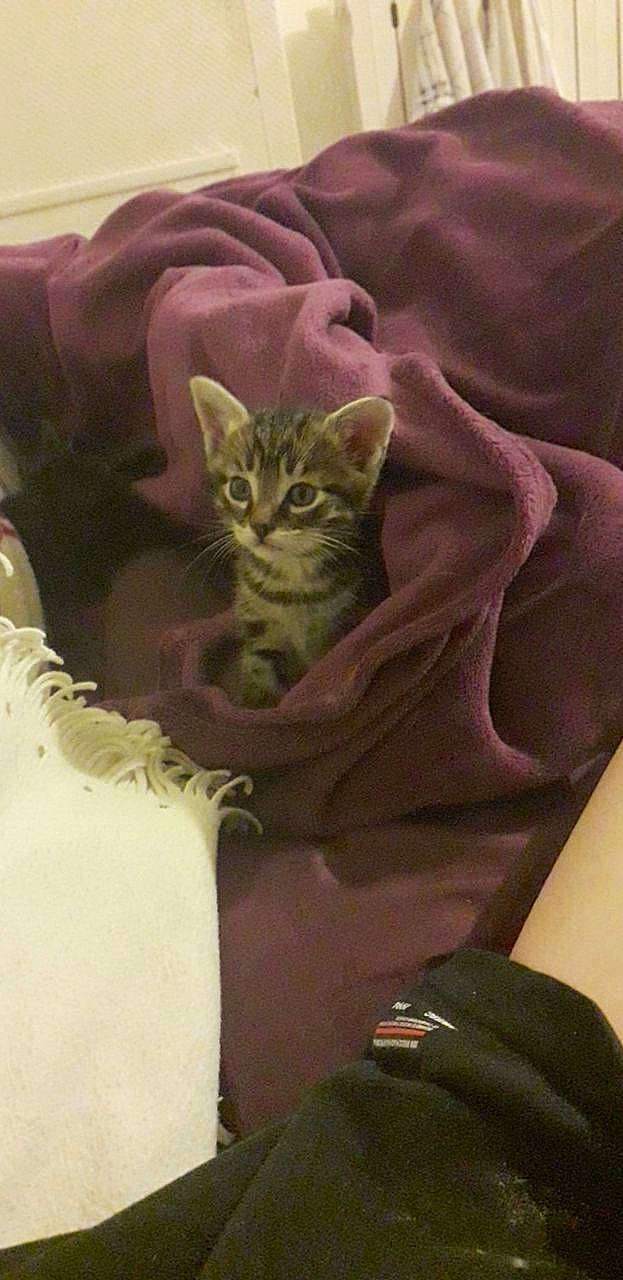 Eros participe au concours pour gagner de l'argent avec cette photo : american_shorthair, asian, carnivore, cat, domestic_short_haired_cat, dragon_li, european_shorthair, felidae, kitten, pixie_bob, small_to_medium_sized_cats, tabby_cat, whiskers