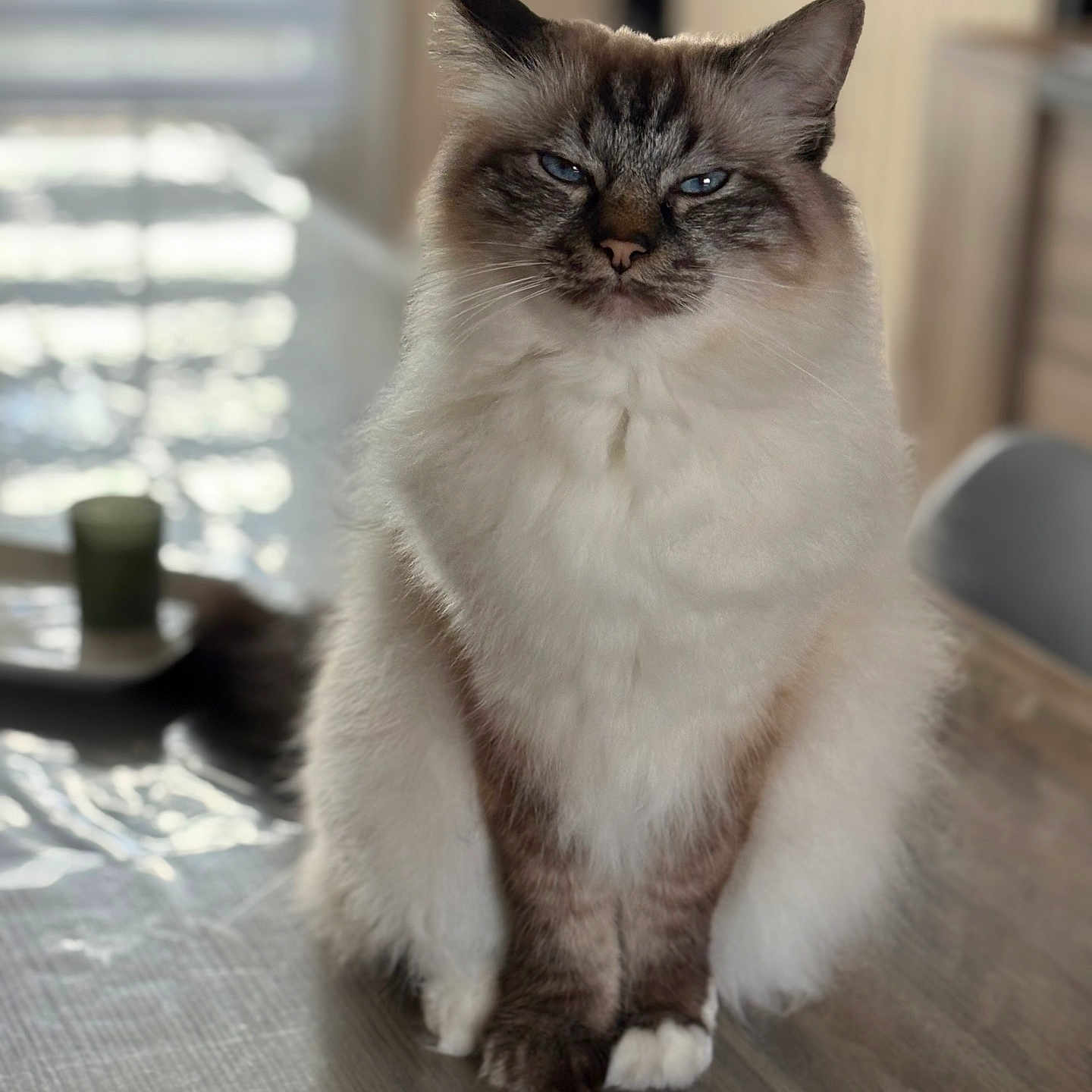 Rio participe au concours pour gagner de l'argent avec cette photo : animal, background_blur, blue_eyes, calm, cat, closeup, domestic_cat, feline, fluffy, fur, home, indoor, pet, portrait, relaxed, sitting, soft_light, table, whiskers, wooden_table