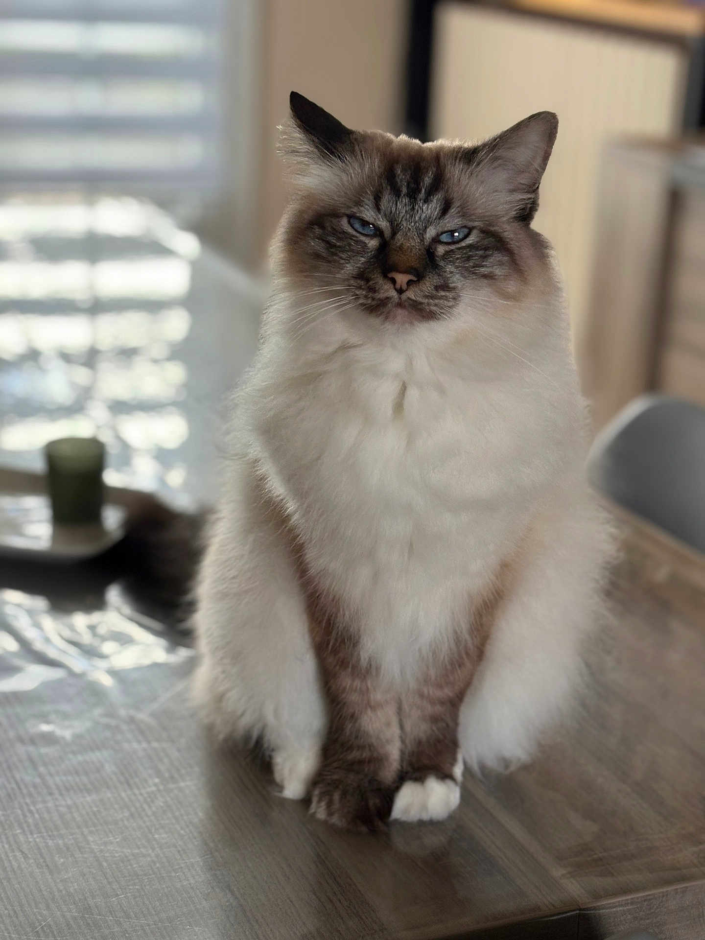 Rio participe au concours pour gagner de l'argent avec cette photo : cat, fluffy, blue_eyes, sitting, indoor, table, wooden_table, pet, feline, calm, portrait, closeup, domestic_cat, fur, whiskers, animal, soft_light, background_blur, home, relaxed