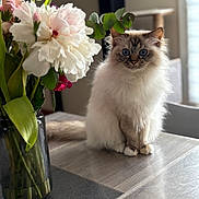 Shannel a rejoint le concours — aidez-le/la à gagner de superbes lots ! cat, ragdoll_cat, fluffy, blue_eyes, flower_vase, flowers, table, indoor, natural_light, wooden_table, plant_stem, curious, pet, feline, domestic_animal, closeup, soft_fur, sitting, houseplant, decor
