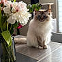 cat, ragdoll_cat, fluffy, blue_eyes, flower_vase, flowers, table, indoor, natural_light, wooden_table, plant_stem, curious, pet, feline, domestic_animal, closeup, soft_fur, sitting, houseplant, decor