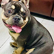 Blue joined the competition — help win amazing prizes! dog, french_bulldog, pet, tongue_out, indoor, floor, leather_couch, happy, sitting, canine, animal, short_hair, ears_up, cute, companion, domestic, mammal, friendly, brown, black