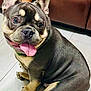 dog, french_bulldog, pet, tongue_out, indoor, floor, leather_couch, happy, sitting, canine, animal, short_hair, ears_up, cute, companion, domestic, mammal, friendly, brown, black