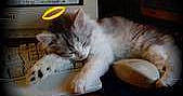Taz is registered to the contest to win money with this photo:
