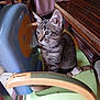 kitten, tabby, cat, high_chair, indoor, furniture, wood, plastic, seat, animal, pet, young, curious, striped, ears, whiskers, floor, domestic, closeup, side_view