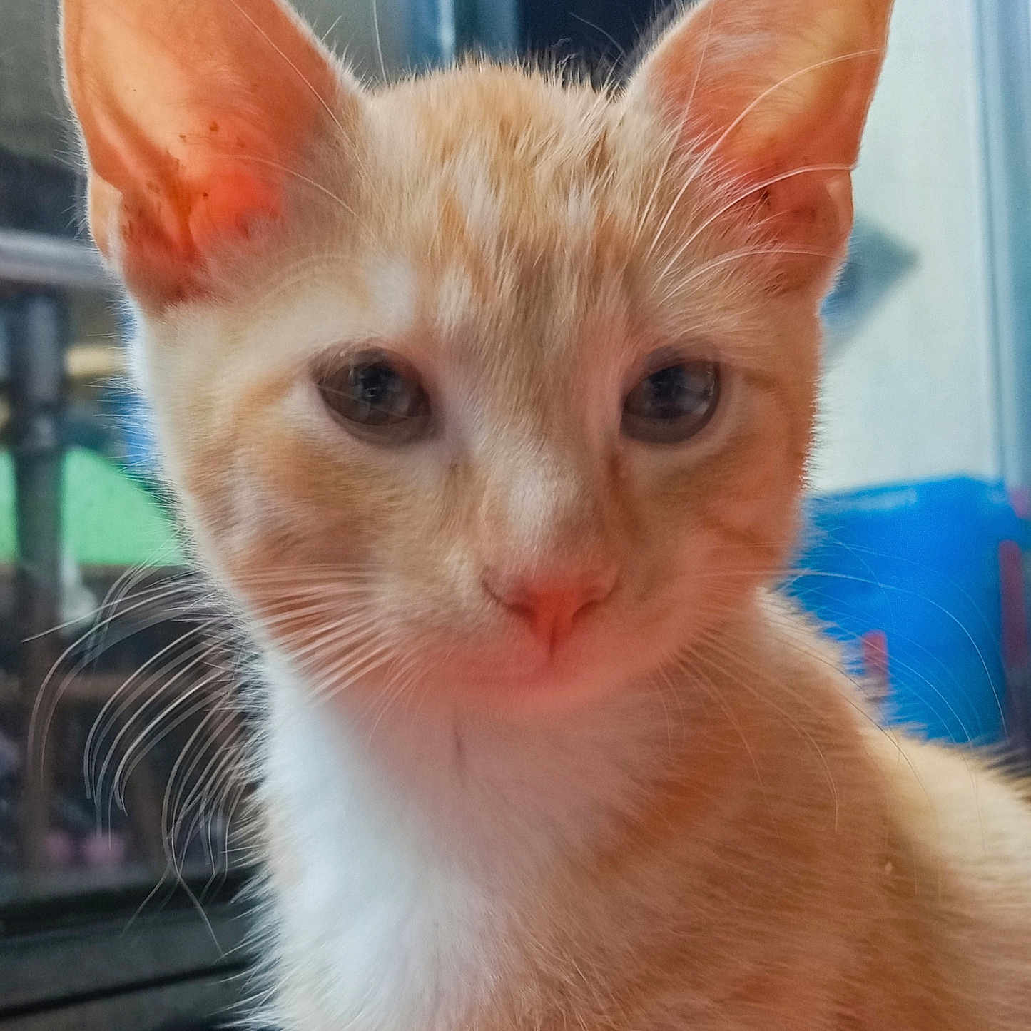 Simba
