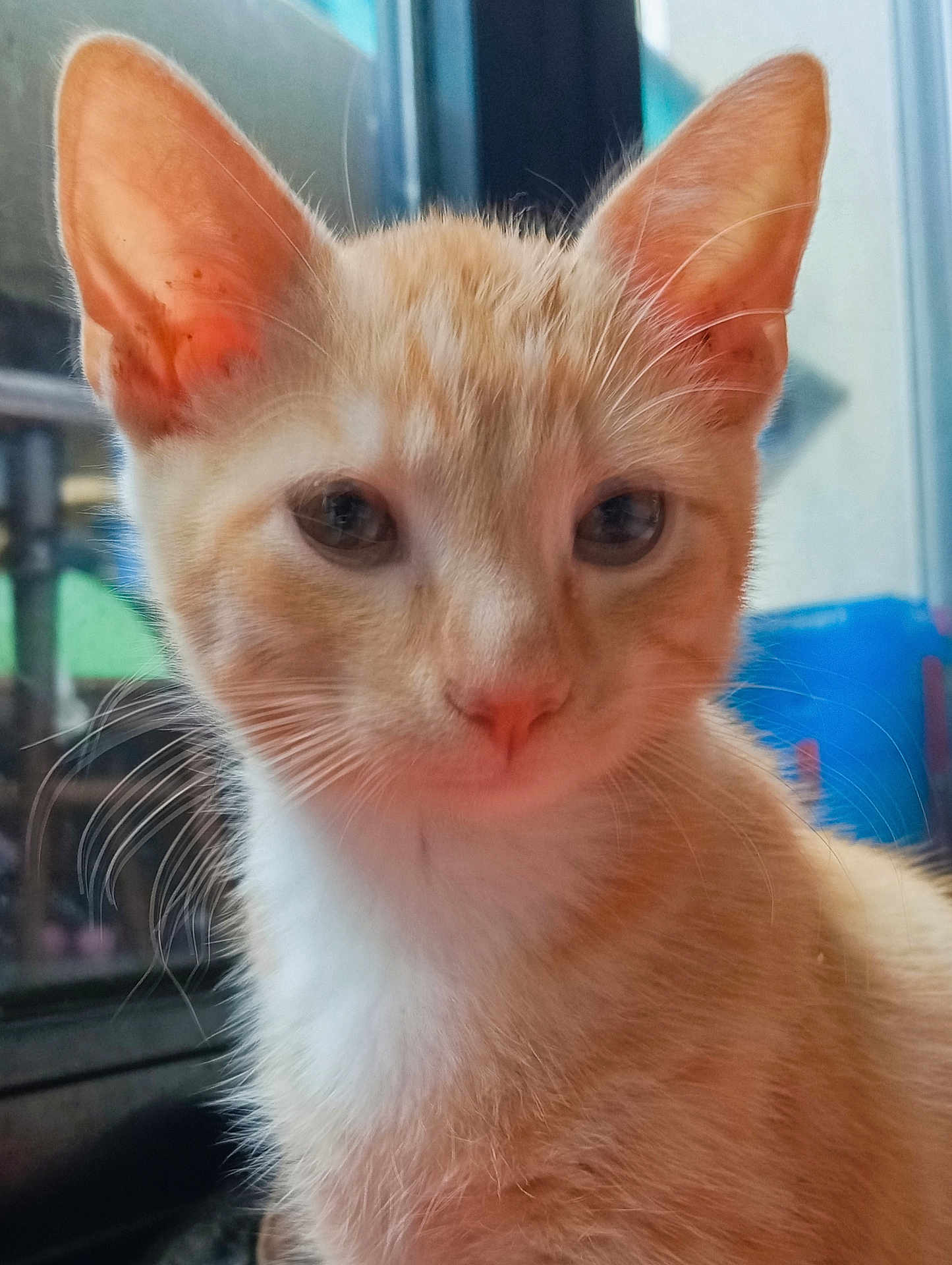 Simba