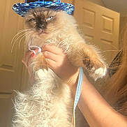 Mochi joined the competition — help win amazing prizes! accessory, animal, blue, cat, closeup, door, expression, fluffy, fur, hand, hat, holding, indoor, light, paw, person, pet, portrait, sunglasses, whiskers