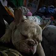 Odie joined the competition — help win amazing prizes! dog, french_bulldog, sleeping, pet, animal, indoors, resting, cozy, face, ear, paw, fur, napping, camo_pattern, blanket, clutter, dim_light, closeup, cute, companion