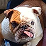 animal, brown, bulldog, canine, chair, closeup, companion, cute, dog, domestic, expression, face, fur, indoor, paw, pet, portrait, resting, tongue_out, white