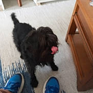 Malabar a rejoint le concours — aidez-le/la à gagner de superbes lots ! dog, black_dog, carpet, blue_shoes, person, floor, wooden_table, indoor, pet, tongue_out, furniture, sneakers, blurred, home, legs, standing, small_dog, playful, tongue, feet