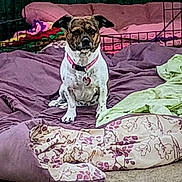 Minnie Traylor joined the competition — help win amazing prizes! dog, pet, blanket, bedding, indoor, cage, collar, fur, animal, resting, comfort, colorful, fabric, floor, cute, small_dog, sitting, domestic_animal, fur_pattern, pink_collar