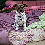 dog, pet, blanket, bedding, indoor, cage, collar, fur, animal, resting, comfort, colorful, fabric, floor, cute, small_dog, sitting, domestic_animal, fur_pattern, pink_collar