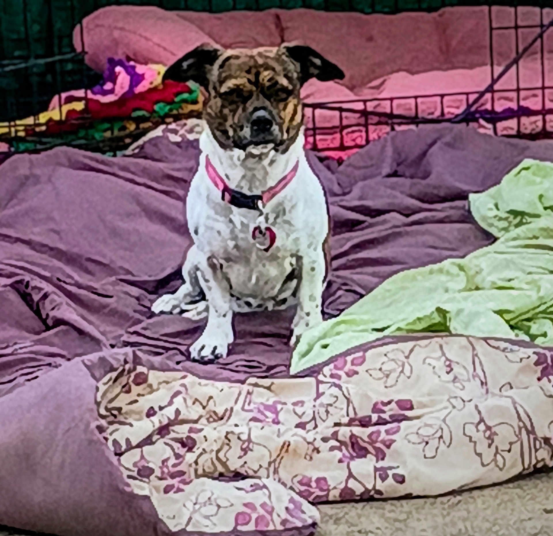 Minnie Traylor joined the competition — help win amazing prizes! dog, pet, blanket, bedding, indoor, cage, collar, fur, animal, resting, comfort, colorful, fabric, floor, cute, small_dog, sitting, domestic_animal, fur_pattern, pink_collar